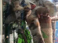 -读宠于你·约克夏比熊·睫角守宫·爬宠售卖(高新店)