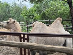 -青藏高原野生动物园
