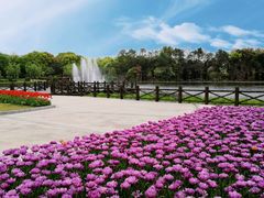 -上海鲜花港