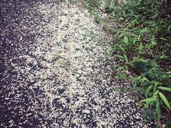 -崇明东平国家森林公园烧烤房车露营地