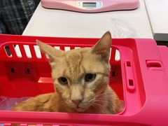 -御宝贝·A梦猫科宠物医院(国际猫友好医院)