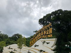 -西双版纳原始森林公园
