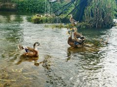 -靖西鹅泉风景区