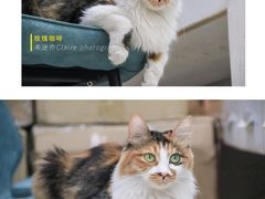 -玫瑰咖啡(中山六路店)