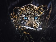 -罗红摄影艺术馆