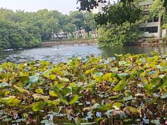 -荔湾湖公园