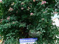 -练塘古镇