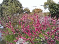 -南汇桃花村