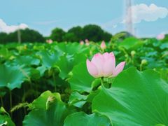 -嘉北郊野公园