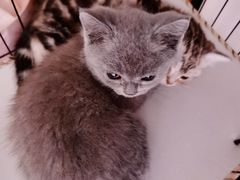 -中农国际动物医院24小时·猫科·骨科·急重症中心