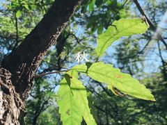 -阳台山自然风景区