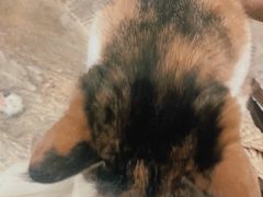 -猫咪博物馆(顶澳仔猫街店)