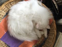 Anne猫窝咖啡屋-Anne猫窝咖啡屋