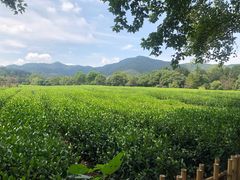 -中国茶叶博物馆(双峰馆区)