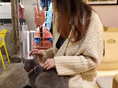 -喵屿·大理花园猫咖