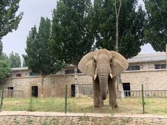 -石家庄市动物园