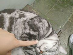 -猫咪博物馆(顶澳仔猫街店)