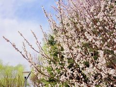 -大兴滨河森林公园