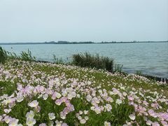 -白洋淀风景区