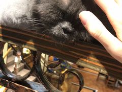 -more than meow吴止猫主题餐厅(承德 中船汇店)