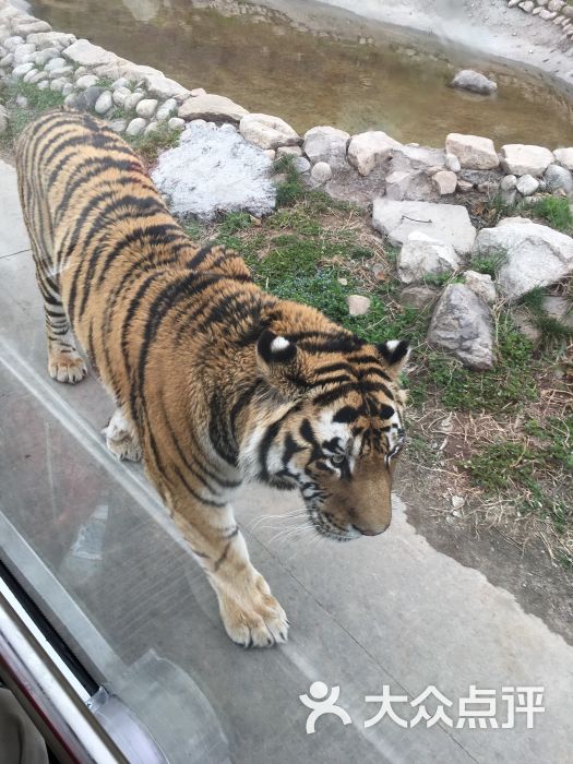 西安秦嶺野生動物園圖片 - 第1031張