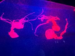 -西安曲江海洋极地公园
