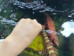 -班赞海鲜市场