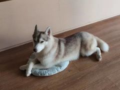 -Husky Go! 哈士奇体验馆·宠物咖啡厅狗咖