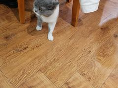 -猫小院猫主题餐厅(三里屯店)