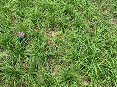 -广西壮族自治区药用植物园