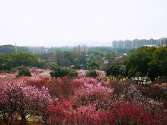 -无锡梅园公园