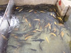 iphone_upload_pic-北京水岸山吧度假村(雁栖镇店)