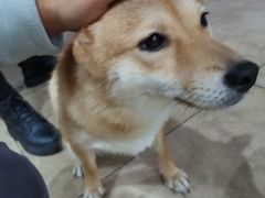 -汪说·狗咖(旺城大厦店)