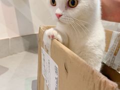 -Heymao猫咖.咖啡厅(东门店)