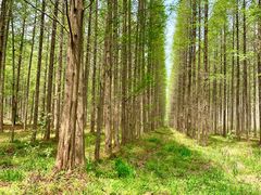 景点-黄海国家森林公园