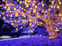 -昆山城市生态森林公园