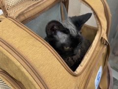 -四月宠物医院·猫专科·心脏专科·内科(转塘店)
