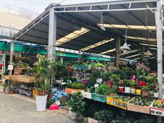 -曲阳花鸟市场(曲阳路店)