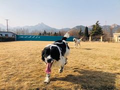 -趣玩宠物乐园寄养训犬训狗游泳池