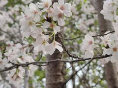-高东镇樱花园