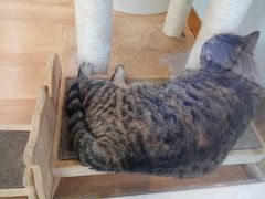 -猫冇咖·家门口的撸猫馆(大融城店)