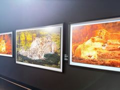 -罗红摄影艺术馆