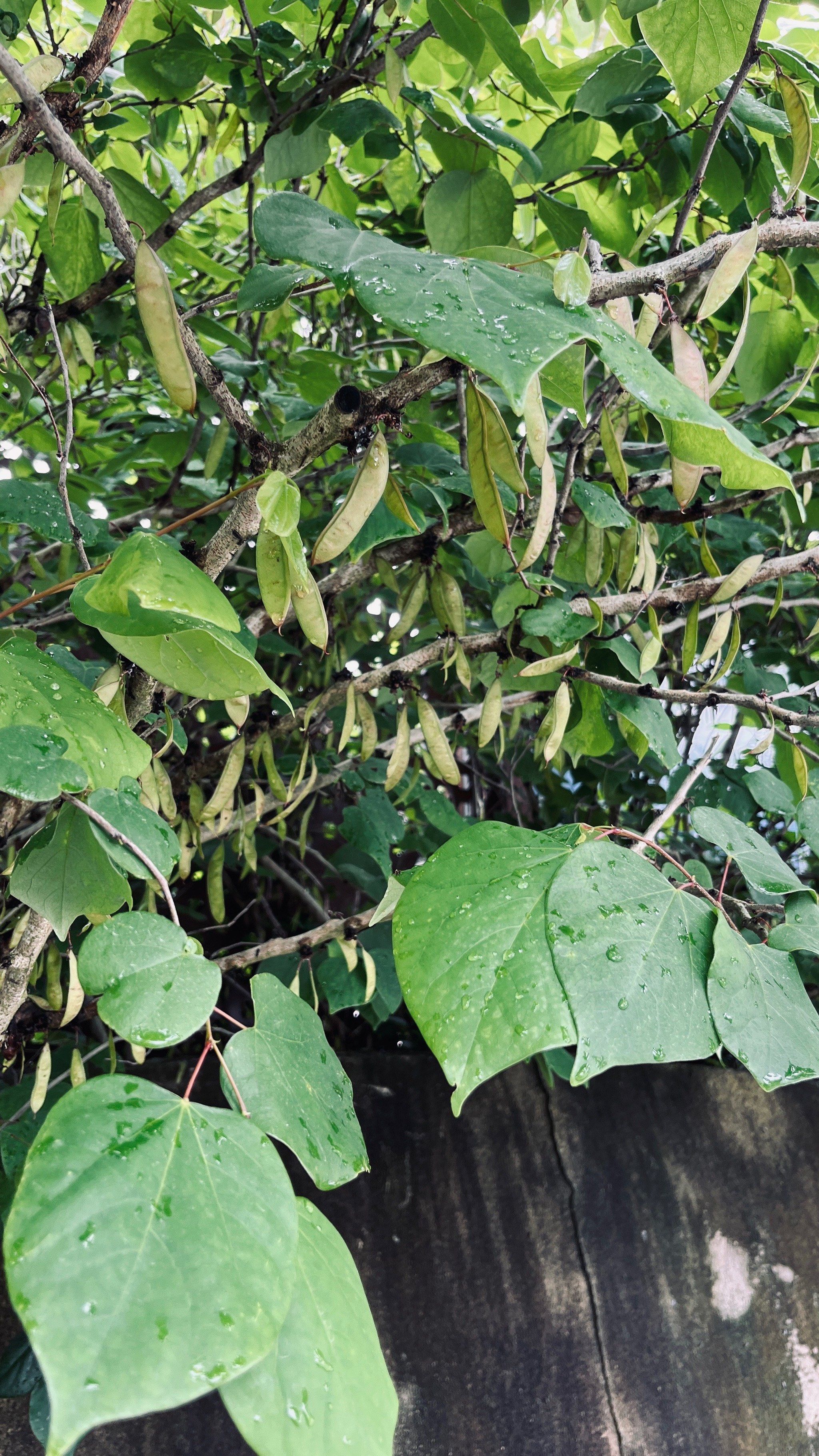 不愧是大上海,毛豆都长树上😬