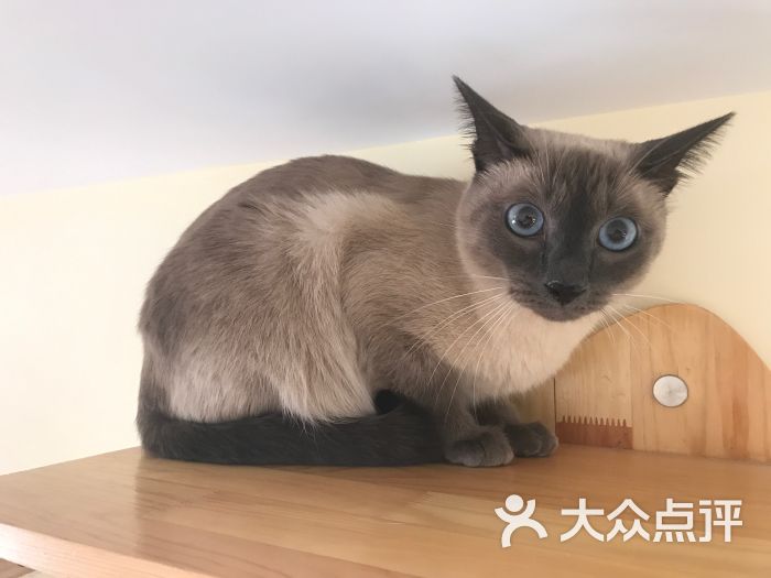 catsparty猫咪主题休闲吧图片 - 第23张