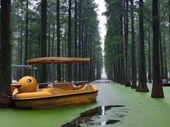 -渌洋湖湿地公园