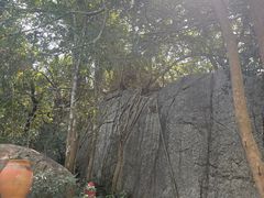 -亚龙湾热带天堂森林公园
