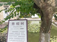 -中国宣纸文化园