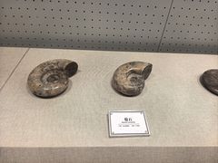 -辽宁古生物博物馆