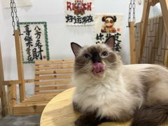 -楼上猫咖(罗湖店)