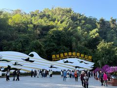 -西双版纳原始森林公园